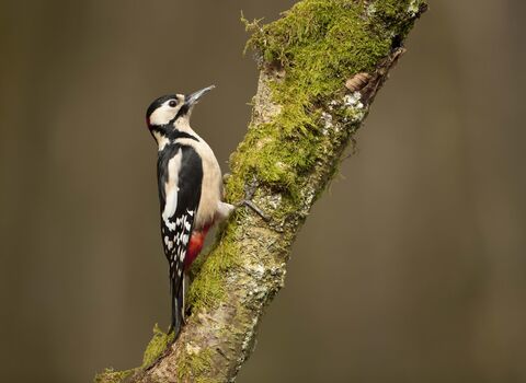 Great spotted woodpecker perched on a moss-covered tree branch