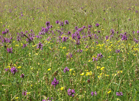 Wildflower meadow