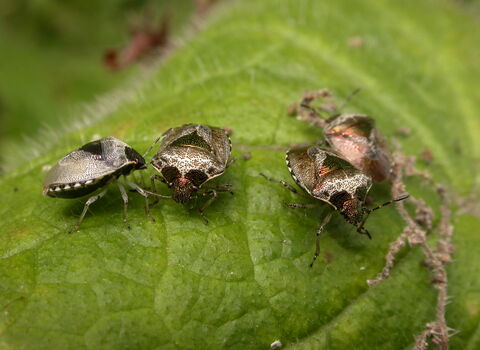 Four woundwort shieldbugs standing on a leaf. They're compact, shield-shaped brown bugs with patches of irridescent coppery red on their head and back