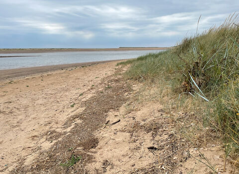 beach strandline dune