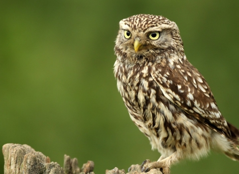 A little owl