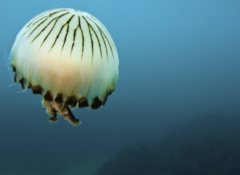 Compass Jellyfish