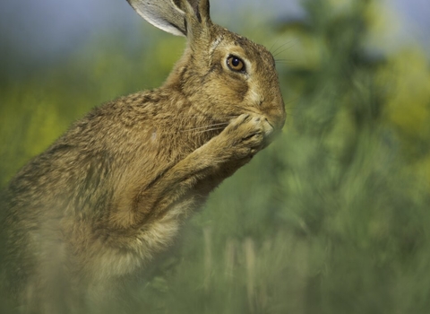 Brown hare