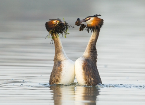 Great crested grebe