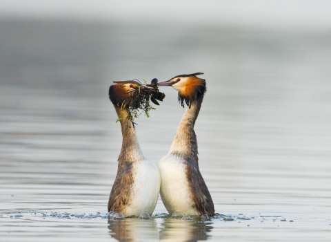 Great crested grebe
