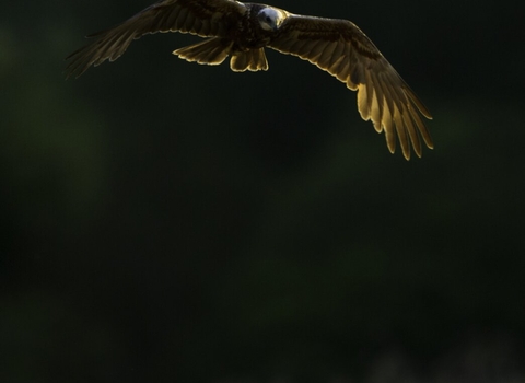 Marsh harrier