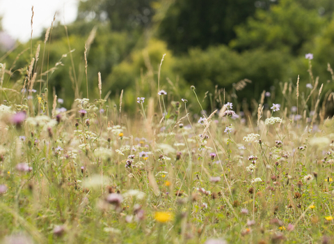 Wildflower meadow