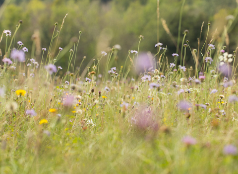 Sheepleas chalk meadow