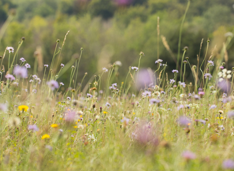 Wildflower meadow