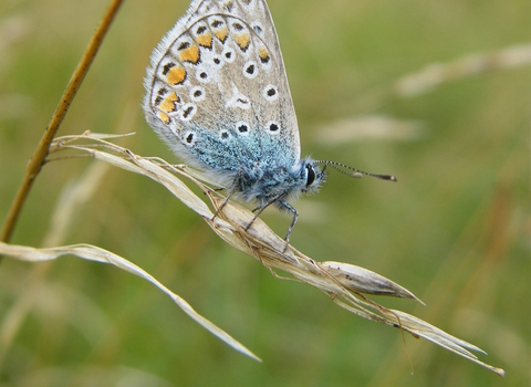 Common blue butterfly