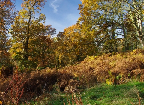 Woodland