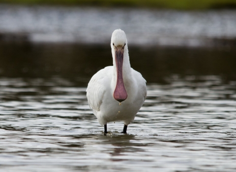 Spoonbill