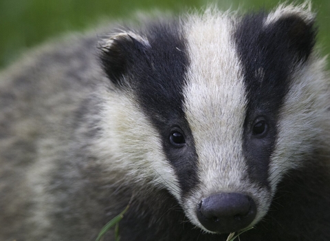 Badger