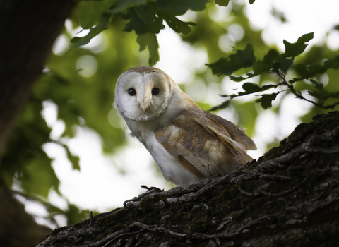 Barn owl