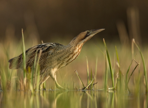 Bittern