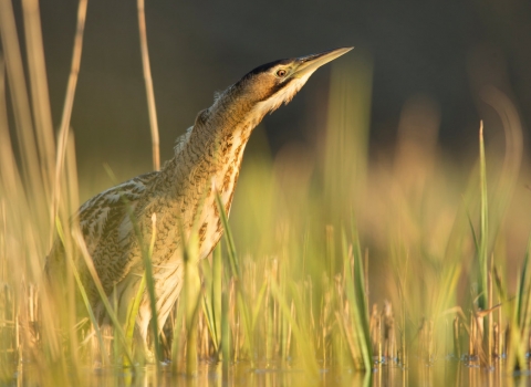 Bittern