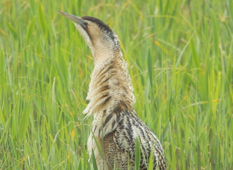 Bittern