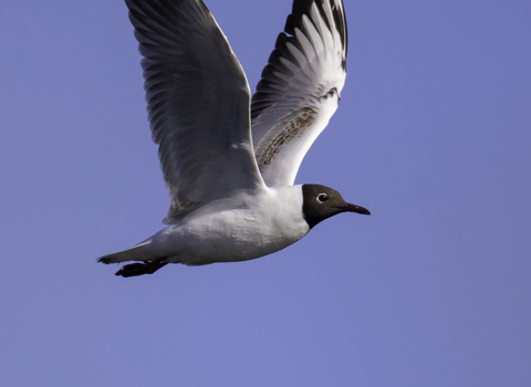 Black headed gull