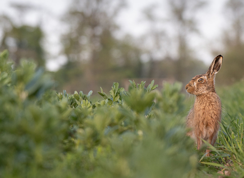 Brown hare