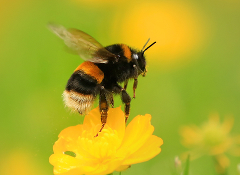 Buff-tailed bumblebee