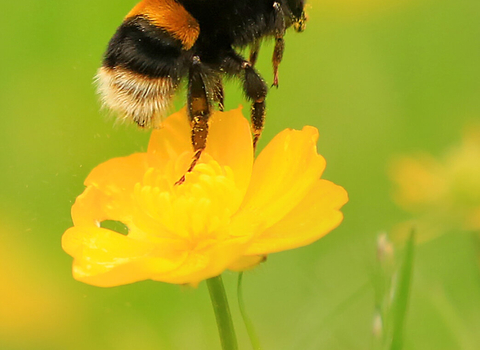 Buff-tailed bumblebee