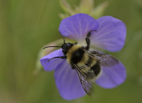 Garden bumblebee