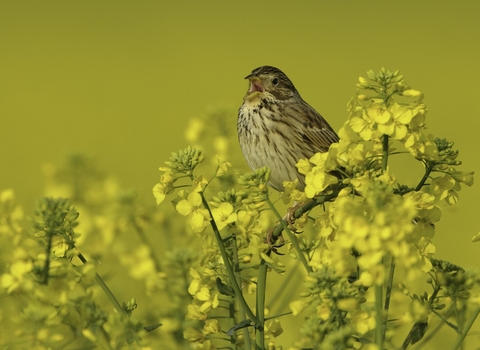 Corn bunting