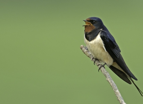 Barn swallow