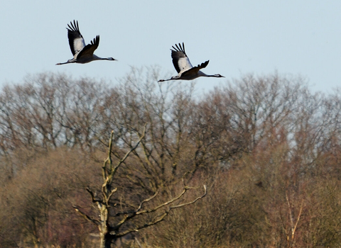 Common cranes