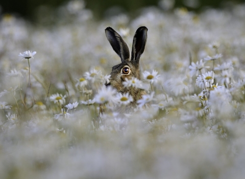 Brown Hare