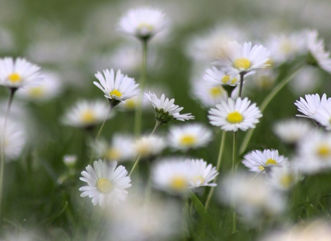 Daisies