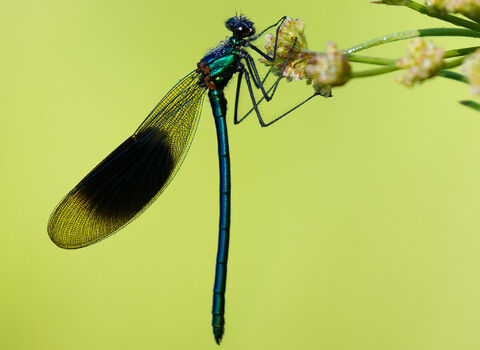 Banded demoiselle