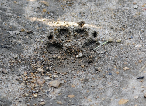 Paw print