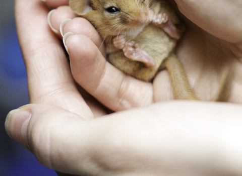 Dormouse in hand