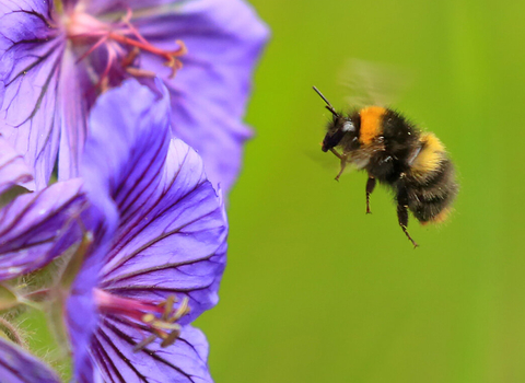 Early bumblebee