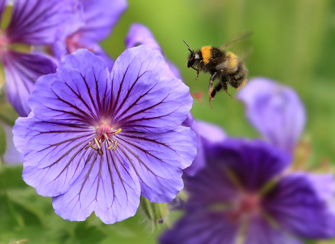 Early bumblebee