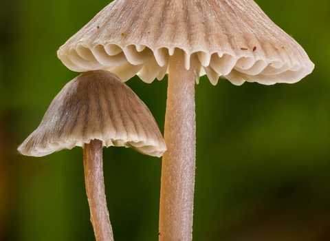 Drab bonnet (Mycena aetites) fungi
