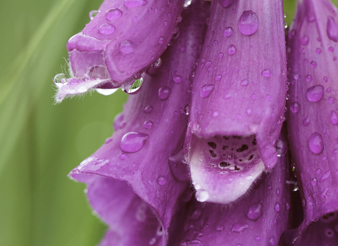 Foxglove