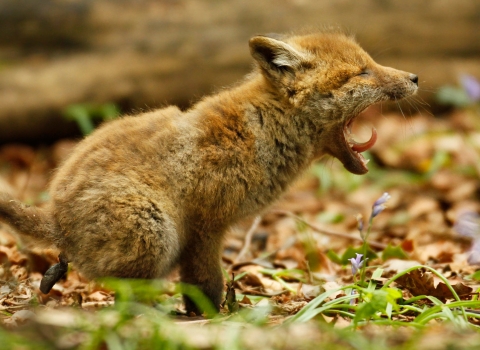 Fox cub