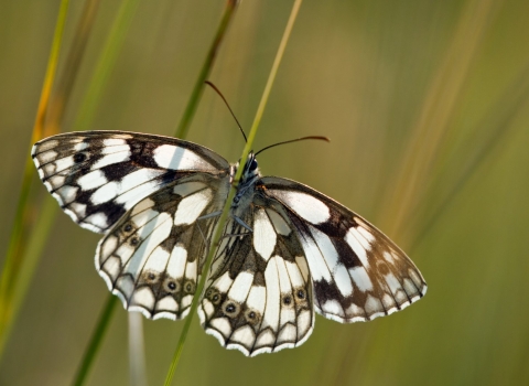 Marbled white butterfly