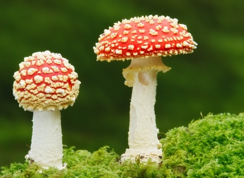 Fly agaruc