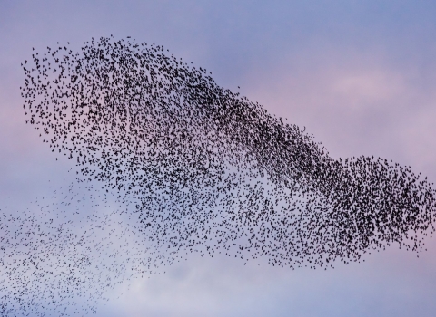 Starling murmuration