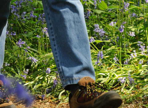 Bluebell woodland walk