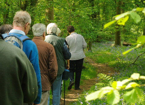 Woodland walk