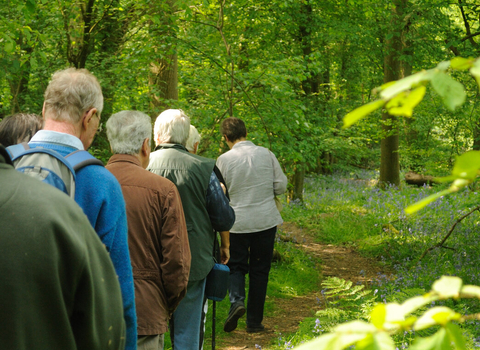 Bluebell woodland walk