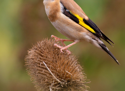 Goldfinch