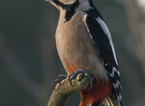 Great spotted woodpecker perched on a frosty, winter branch