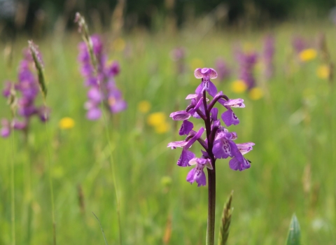 Green-winged orchid