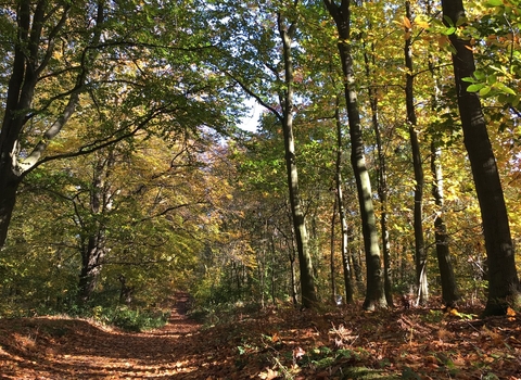 Autumn woodland, Nottinghamshire