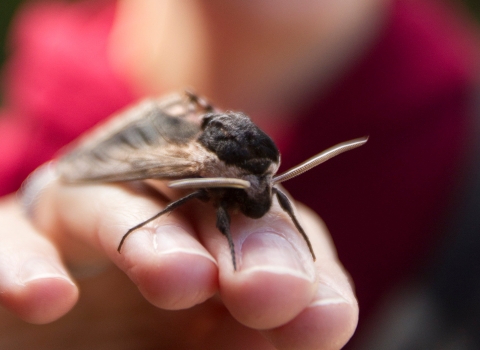 Privet hawkmoth